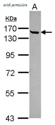 Novus Biologicals NBP2-15904 image 1