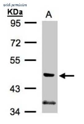 Novus Biologicals NBP1-32636 image 1