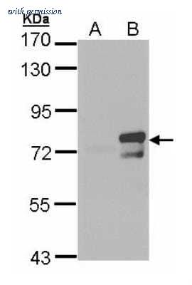 Novus Biologicals NBP2-15599 image 1