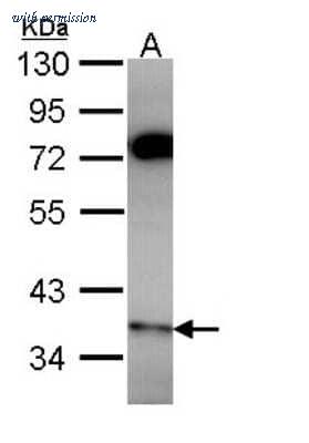 Novus Biologicals NBP2-19918 image 1