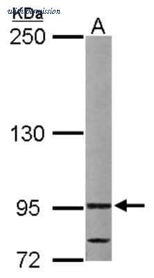 Novus Biologicals NBP2-17245 image 1