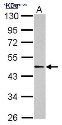 Novus Biologicals NBP2-15269 image 1