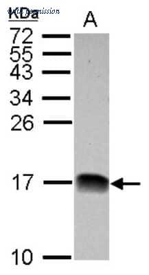 Novus Biologicals NBP2-15035 image 1