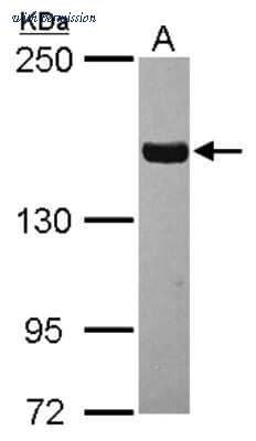 Novus Biologicals NBP2-20559 image 1