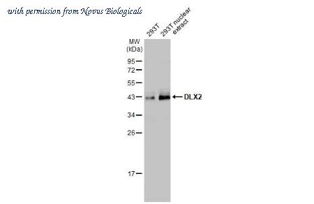 Novus Biologicals NBP3-25440 image 1