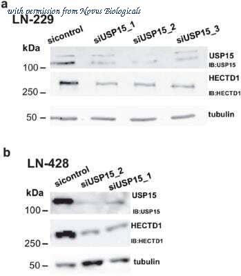 Novus Biologicals NBP1-49926 image 1