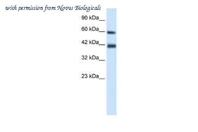 Novus Biologicals NBP2-88468 image 1