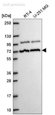 Novus Biologicals NBP2-55868 image 1