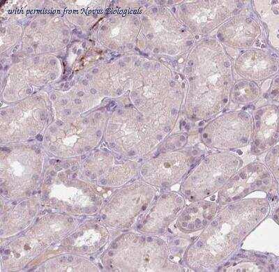 Novus Biologicals NBP2-49582 image 1