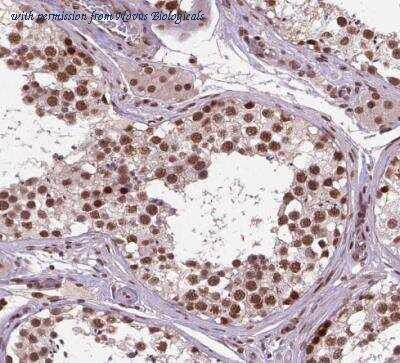 Novus Biologicals NBP2-49668 image 1