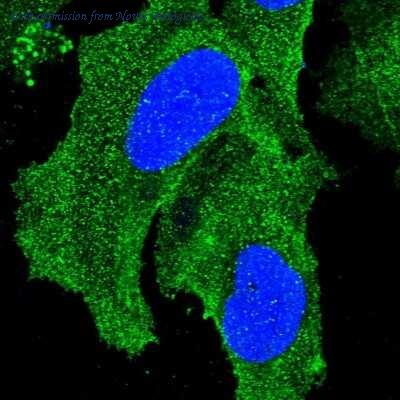 Novus Biologicals NBP1-83945 image 1