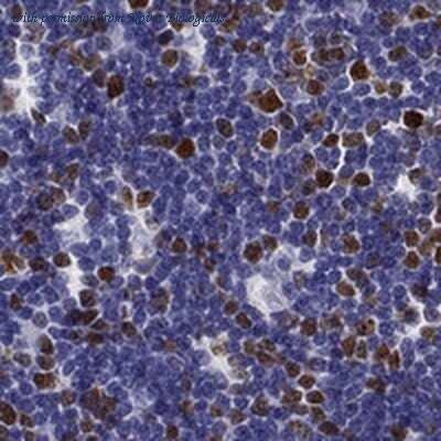 Novus Biologicals NBP2-68720 image 1