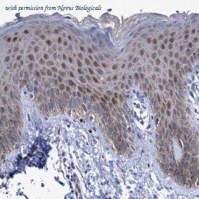 Novus Biologicals NBP1-82246 image 1