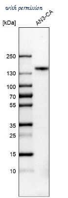 Novus Biologicals NBP2-33784 image 1