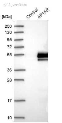 Novus Biologicals NBP1-90879 image 1