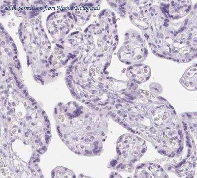 Novus Biologicals NBP2-38019 image 1