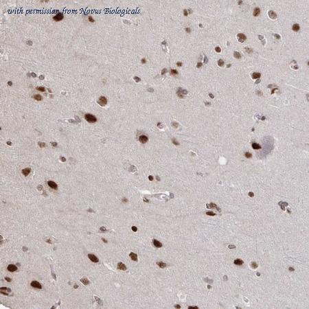 Novus Biologicals NBP2-31763 image 1