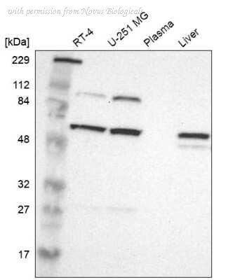 Novus Biologicals NBP1-80907 image 1