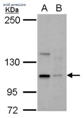 Novus Biologicals NBP2-17061 image 1