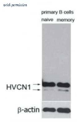Novus Biologicals NBP1-06585 image 1