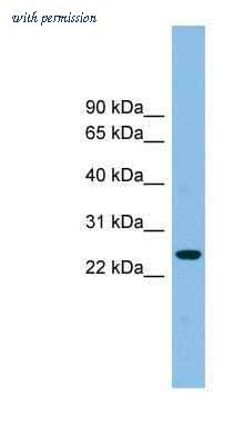 Novus Biologicals NBP1-59438 image 1