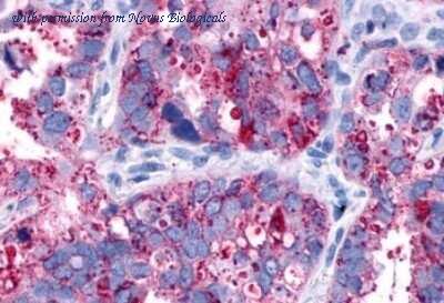 Novus Biologicals NLS252 image 1
