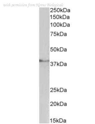 Novus Biologicals NBP2-12933 image 1