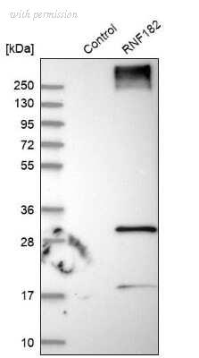 Novus Biologicals NBP1-82707 image 1