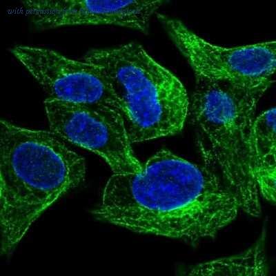Novus Biologicals NBP1-84897 image 1