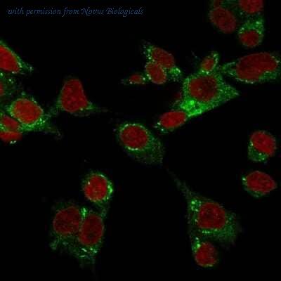 Novus Biologicals NBP3-08253 image 1