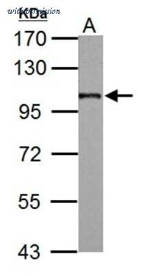 Novus Biologicals NBP2-15563 image 1