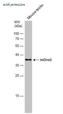 Novus Biologicals NBP2-42907 image 1