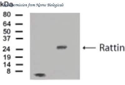Novus Biologicals NB300-246 image 1