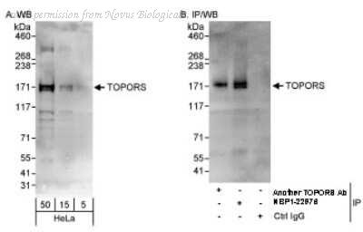 Novus Biologicals NBP1-22976 image 1