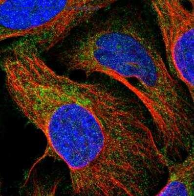 Novus Biologicals NBP1-88457 image 1