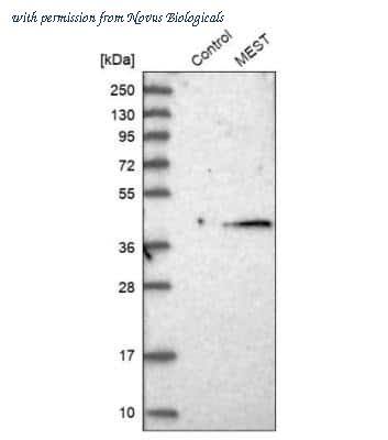 Novus Biologicals NBP1-87299 image 1