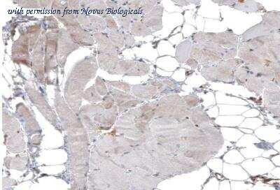 Novus Biologicals NBP1-93925 image 1