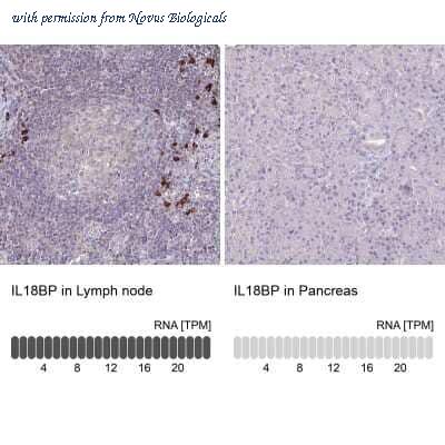 Novus Biologicals NBP2-38481 image 1