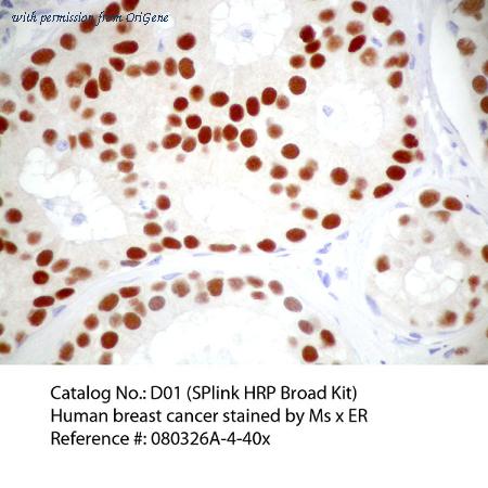 OriGene D01-110 image 1