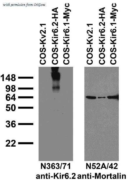 OriGene EA100834 image 1