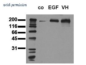 OriGene EA101159 image 1