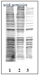 OriGene EA101253 image 1