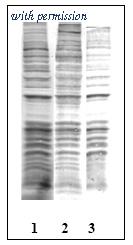 OriGene EA101254 image 1