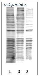 OriGene EA101255 image 1