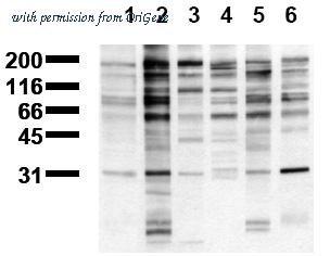 OriGene EA101261 image 1