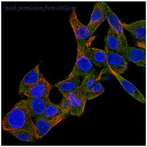 OriGene EA101772 image 1
