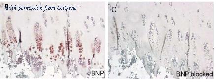 OriGene EA101860 image 1