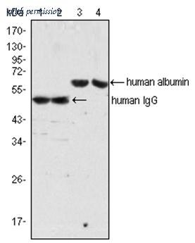 OriGene EA102620 image 1