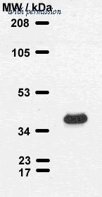 OriGene 5G4-6C5 image 1