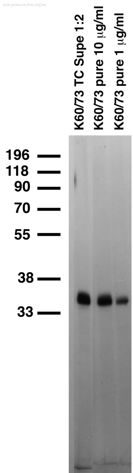 OriGene 73-004 image 1